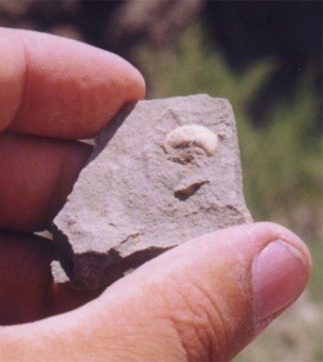 Unfossilized sea shells