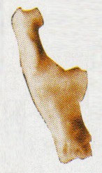 Eosimias heel bone