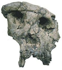 Chad Man skull